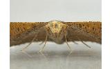 Plesiomorpha flaviceps