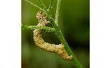 Ascotis selenaria cretacea