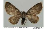 Eupithecia Eupithecia