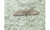 Eupithecia Eupithecia