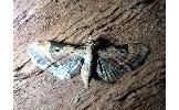 Eupithecia Eupithecia