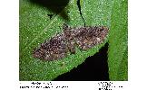 Eupithecia Eupithecia