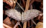 Eupithecia Eupithecia