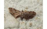 Eupithecia Eupithecia