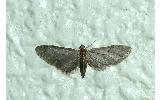 Eupithecia Eupithecia