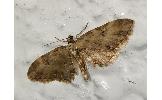 Eupithecia Eupithecia