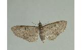 Eupithecia Eupithecia