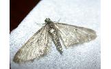 Eupithecia Eupithecia