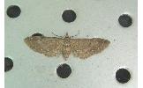 Eupithecia Eupithecia