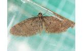 Eupithecia Eupithecia