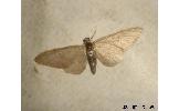 Eupithecia Eupithecia