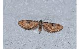 Eupithecia Eupithecia