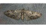 Eupithecia sp.