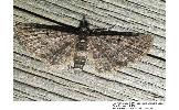 Eupithecia sp.