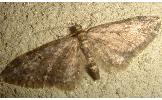 Eupithecia sp.