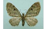 Eupithecia Eupithecia