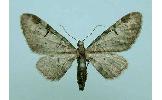 Eupithecia Eupithecia