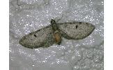 Eupithecia Eupithecia