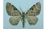 Eupithecia Eupithecia