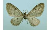 Eupithecia Eupithecia