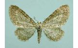 Eupithecia Eupithecia