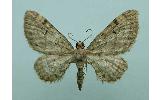 Eupithecia Eupithecia