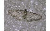 Eupithecia Eupithecia