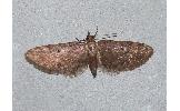 Eupithecia Eupithecia