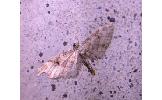 Eupithecia Eupithecia