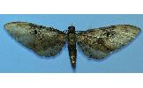 Eupithecia Eupithecia