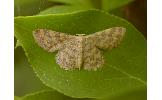 Idaea Idaea