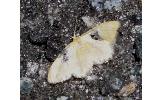 Idaea Idaea