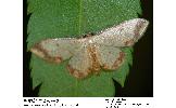 Idaea Idaea