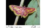 Idaea Idaea