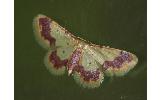 Idaea Idaea