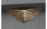 Scopula hypochra