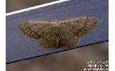 Idaea Idaea