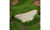 Scopula floslactata claudata