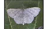 Scopula plumbearia