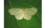 Idaea Idaea