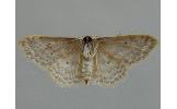 Idaea Idaea