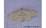 Idaea sp.