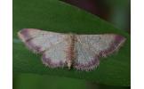 Idaea Idaea