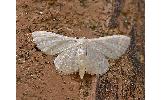 Idaea Idaea