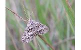 Scopula impersonata macescens