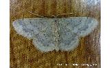 Idaea sp.