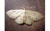 Idaea Idaea