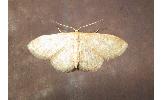 Idaea sp.