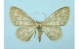 Idaea Idaea