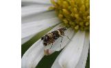 Glyphipterix gemmula